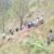 उत्तराखंड : देवाल के घेस मोटरमार्ग पर बोलेरो दुर्घटनाग्रस्त, तीन की मौत, चार घायल