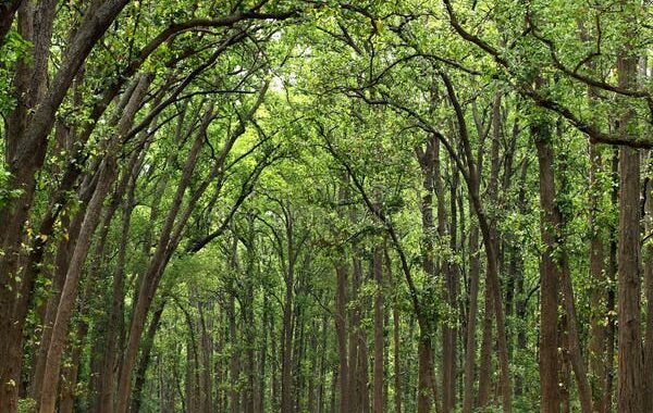 उत्तराखंड के जंगलों में अब दिखेगा ब्रह्मांड