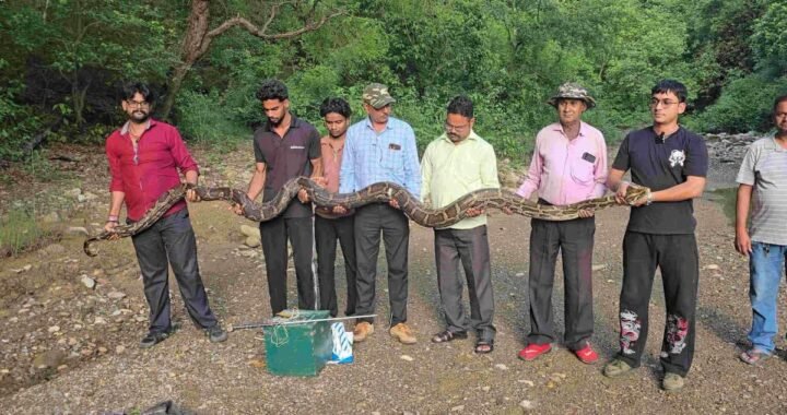 उत्तराखंड: यहाँ मिला 18 फीट लंबा विशालकाय अजगर