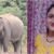 उत्तराखंड : (दुखद) यहां दूध लेकर घर जा रही महिला को हाथी ने मार डाला