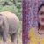 उत्तराखंड : (दुखद) यहां दूध लेकर घर जा रही महिला को हाथी ने मार डाला