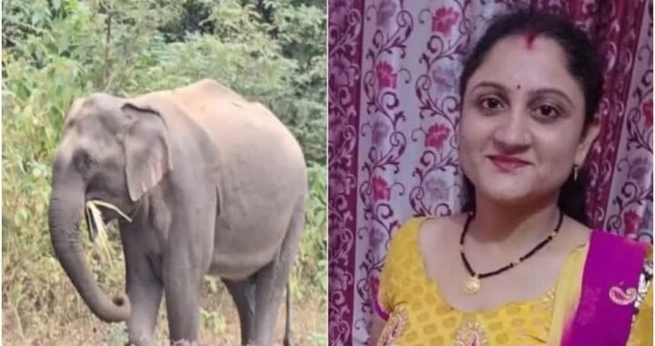 उत्तराखंड : (दुखद) यहां दूध लेकर घर जा रही महिला को हाथी ने मार डाला