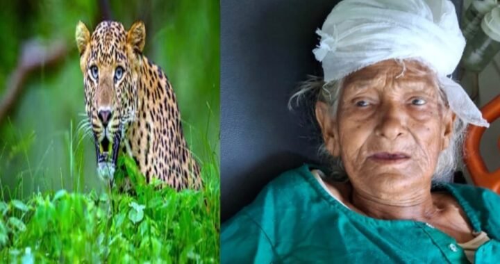 उत्तराखंड में तेंदुए की दहशत, यहाँ सोती बुजुर्ग महिला पर किया हमला