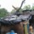 उत्तराखंड: भारी बारिश के बीच चोरगलिया में बड़ा हादसा, पेड़ गिरने से दो मकान क्षतिग्रस्त
