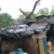 उत्तराखंड: भारी बारिश के बीच चोरगलिया में बड़ा हादसा, पेड़ गिरने से दो मकान क्षतिग्रस्त
