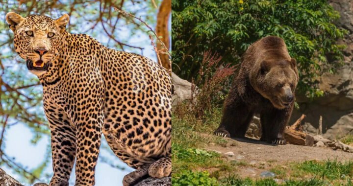 उत्तराखंड: यहां भालू का हमला, युवक गंभीर घायल, उधर गुलदार ने महिला को बनाया निशाना