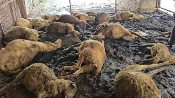 उत्तराखंड: बाड़े में घुसा आवारा कुत्तों का झुंड, दहशत में मची भगदड़; 33 भेड़-बकरियां मरीं